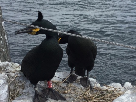 Birds on the Farne Islands